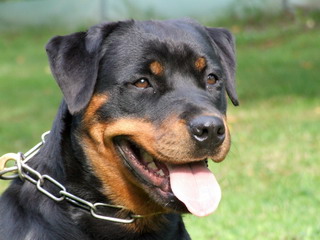 Alba vom Nixstein Alba vom Nixstein